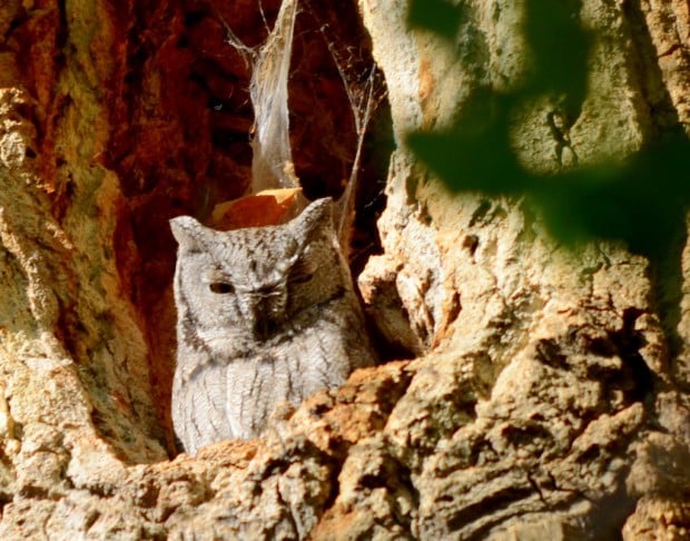 Preserve plans tree-saving project    