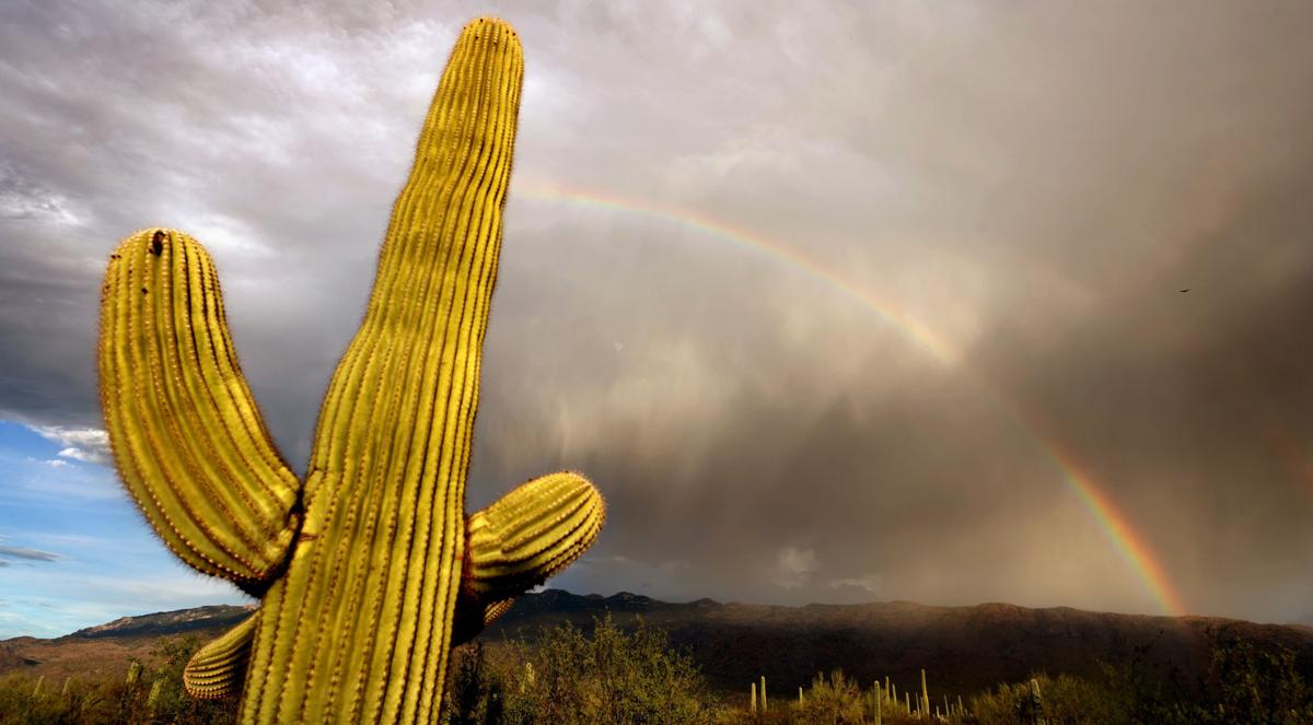 Saguaro National Park, East, 2020