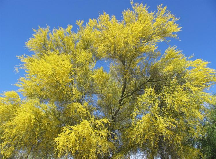 10 fun facts about Arizona's state tree tucson life