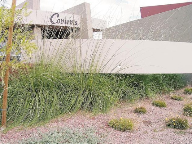 Ornamental grasses: For cover and color  