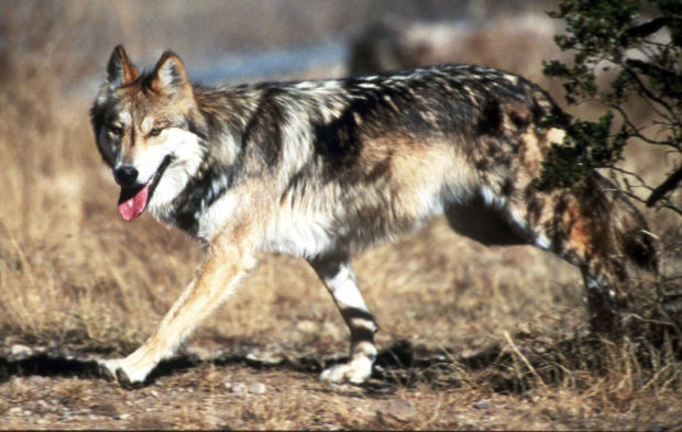 Mexican gray wolf