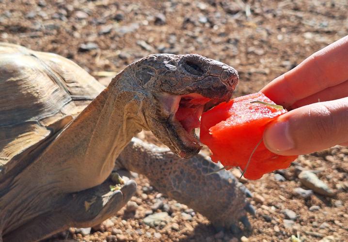 Thanos the desert tortoise eating watermelon