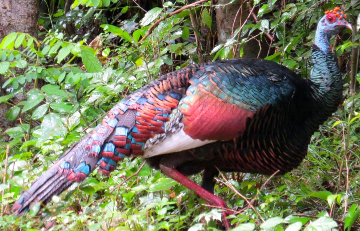 Thanksgiving And A Tale Of Two Turkeys Saddlebag Notes Tucson Com