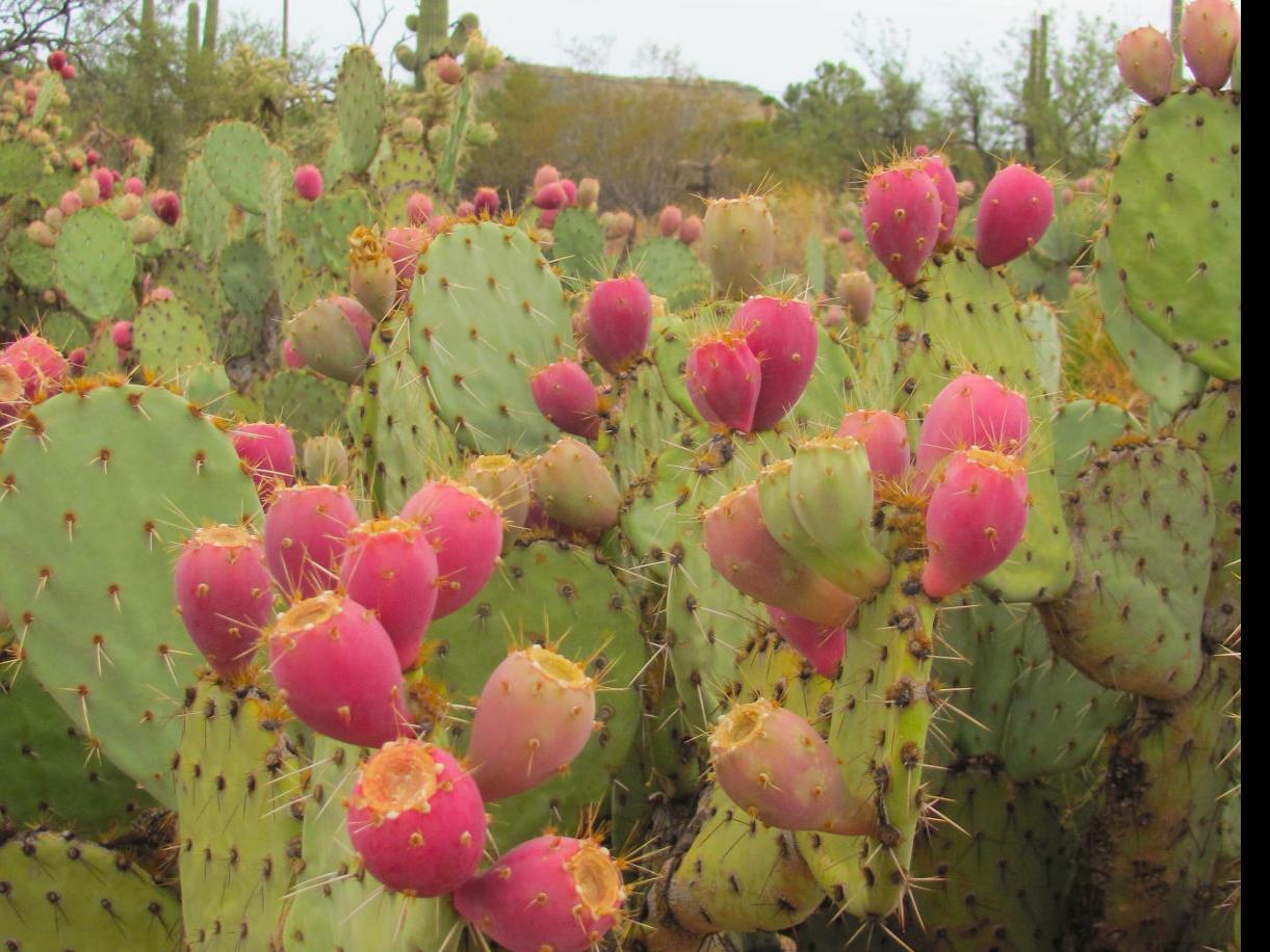 6 Tucson Dishes And Drinks With Prickly Pear That Usa Today Loves Local News Tucson Com