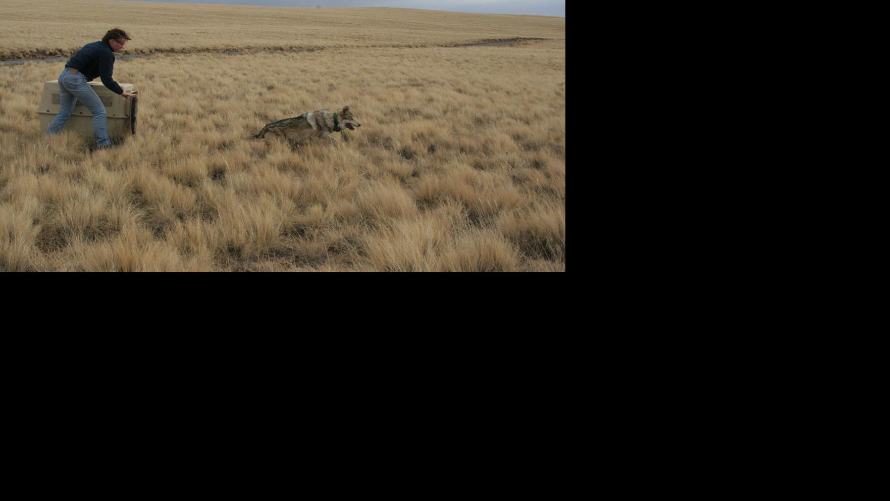 Bill to delist endangered Mexican wolves advances