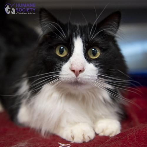 Adopt a friend: Shasta