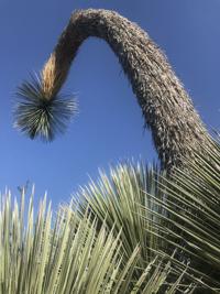 Droopy yucca north of Tucson embodies 2020