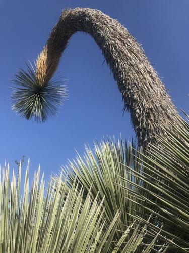 Soaptree yucca plant