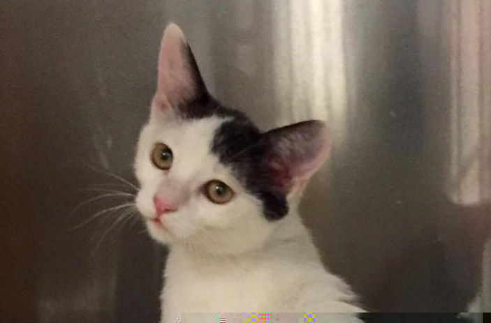 Adopt A Friend: Itsy