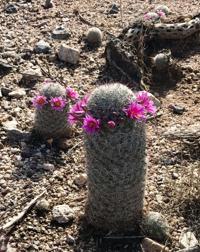 Blooming cactus of the foothills
