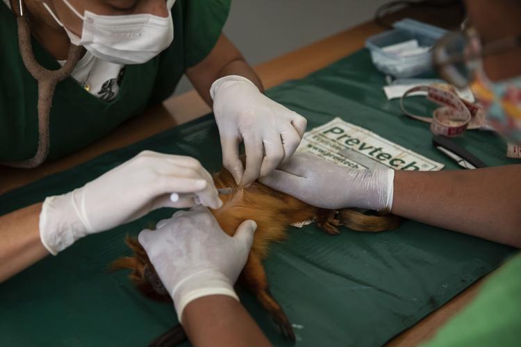 Brazil Golden Monkey Vaccination
