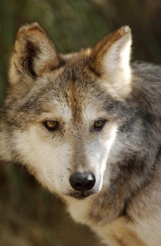 Mexico to place 5 wolves near AZ  