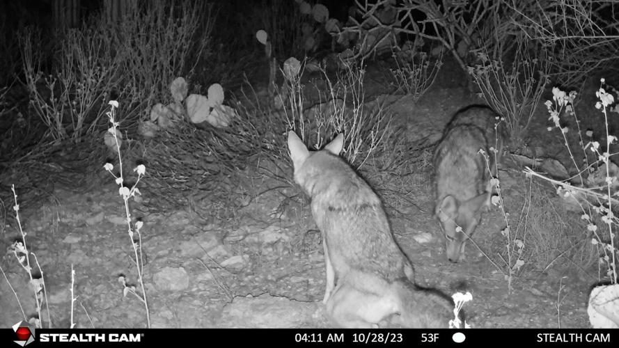 Game camera catches lion pair's return to Sabino Canyon kill scene