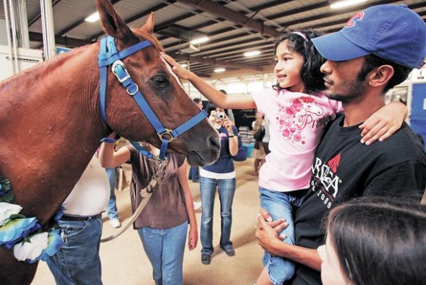 TAIL program is one way to meet the entire Arabian horse  