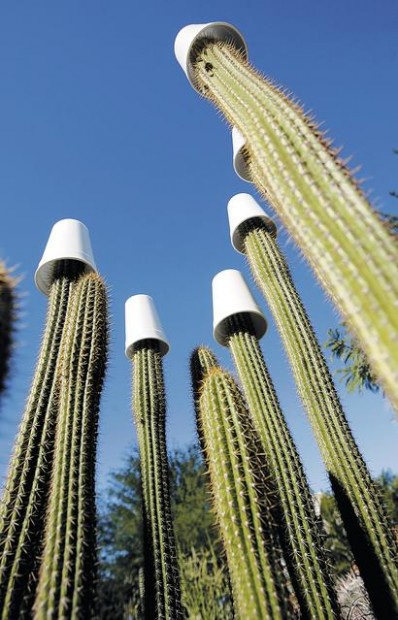 Shield plants from cold  