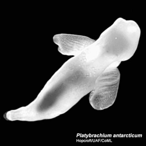 Astonishingly rich marine life in polar oceans  