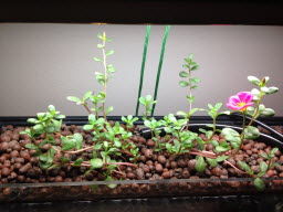 aquaponics system