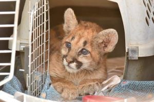 AGFD rescue mountain lion cub