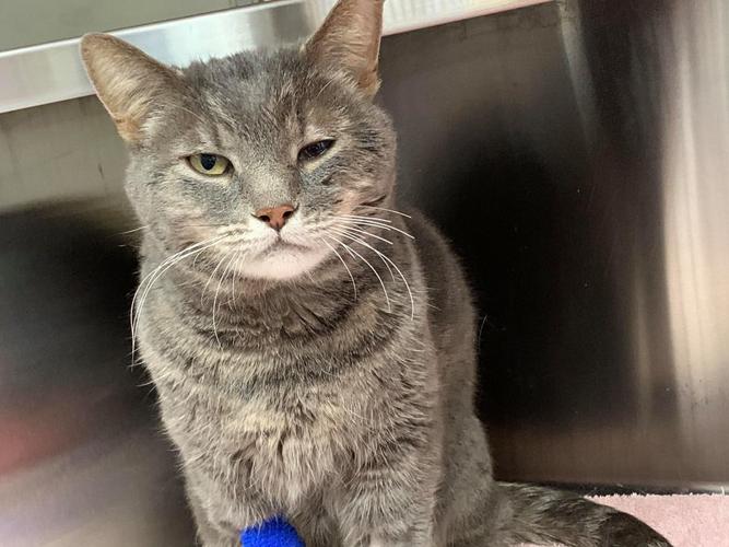 Adopt a friend: Jessie