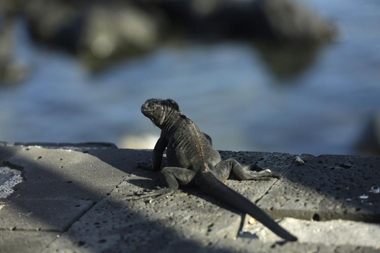 Reptiles Global Extinctions