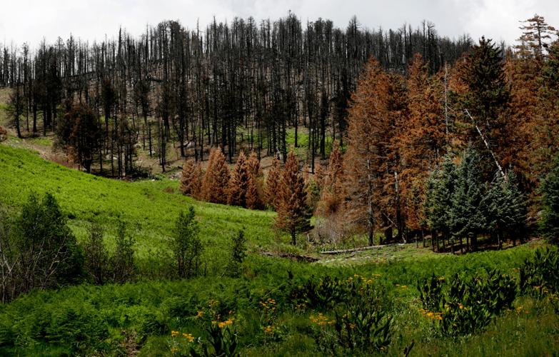 Frye Fire recovery on Mt. Graham
