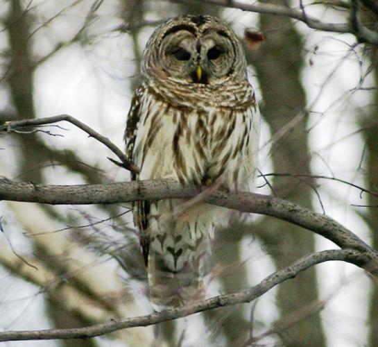 US to kill one type of owl to save another    