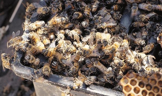 The buzz on bees: Act now  