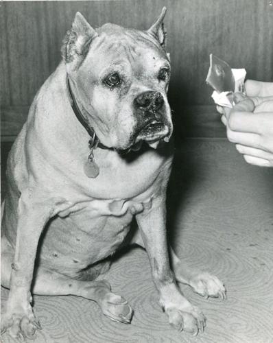 Tucson dog at attention (1956)