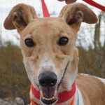 Adopt A Friend: La Yaqui