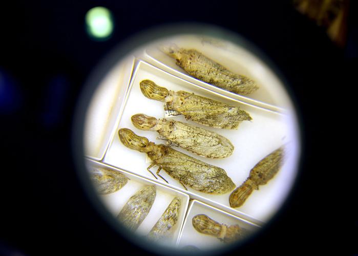 Entomologists Charlie and Lois O'Brien
