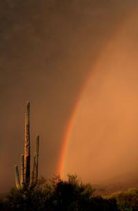 Saguaro National Park