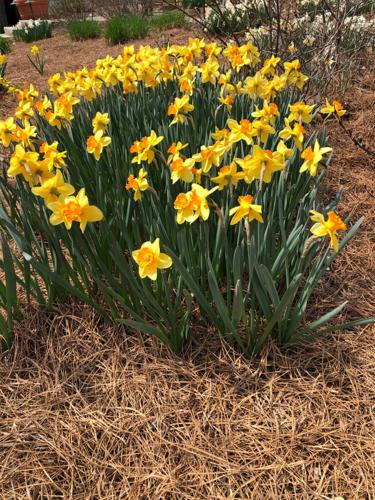 Pine straw mulch