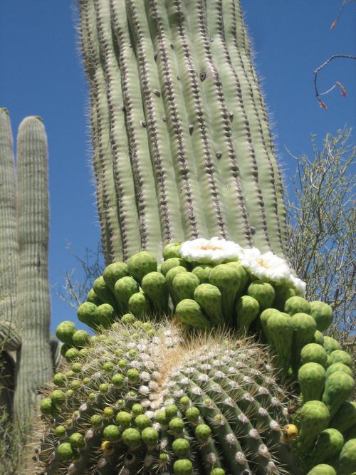 Garden Sage: Saguaro in bloom
