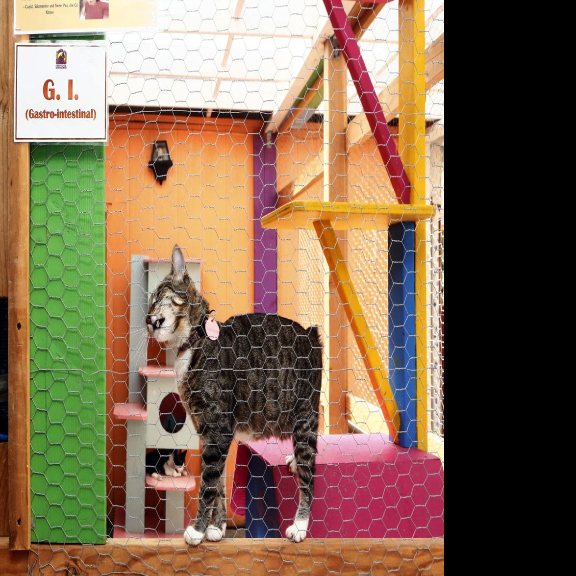 Abandoned Cage Of Sick Cats Burdens Shelter On The Mend Local