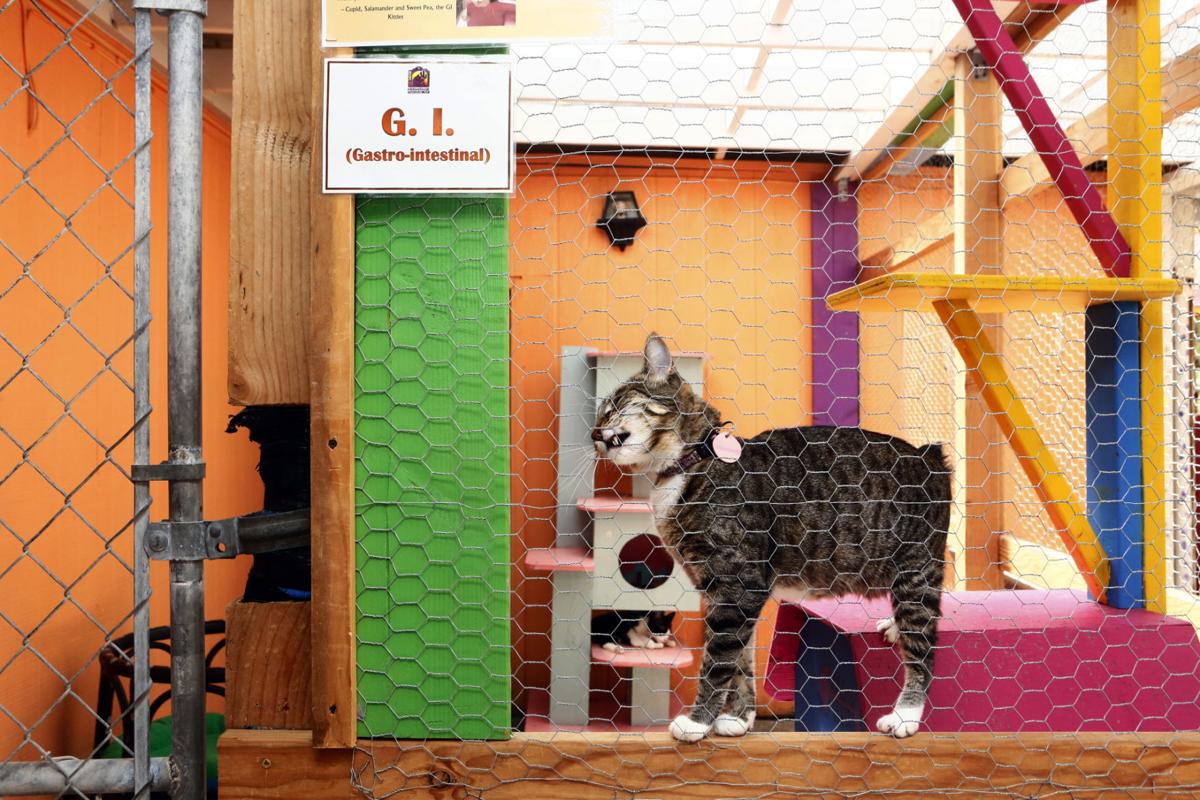Abandoned Cage Of Sick Cats Burdens Shelter On The Mend Local