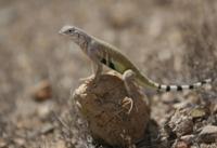 Saguaro National Park