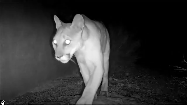 Watch This Jaguar Enjoy a Huge Catfish Lunch Before Slinking Into the Woods  - AZ Animals