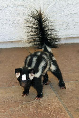 Spotted-Skunk-3-.jpg