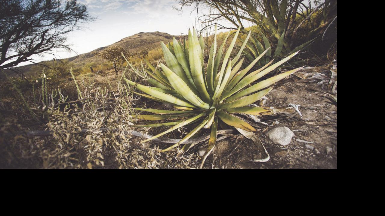 5 Agave Festival events you won't wanna miss eat