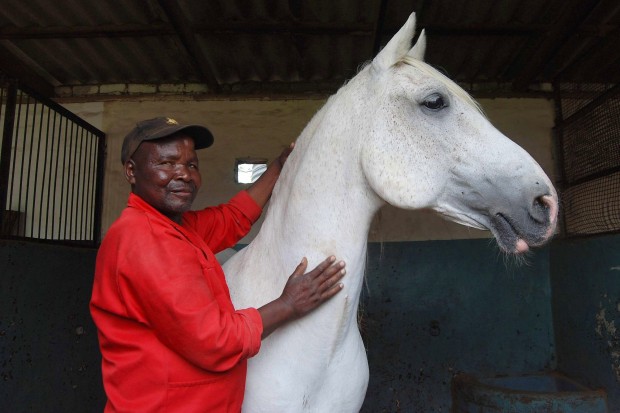 Tradition of dancing stallions imperiled in S. Africa   