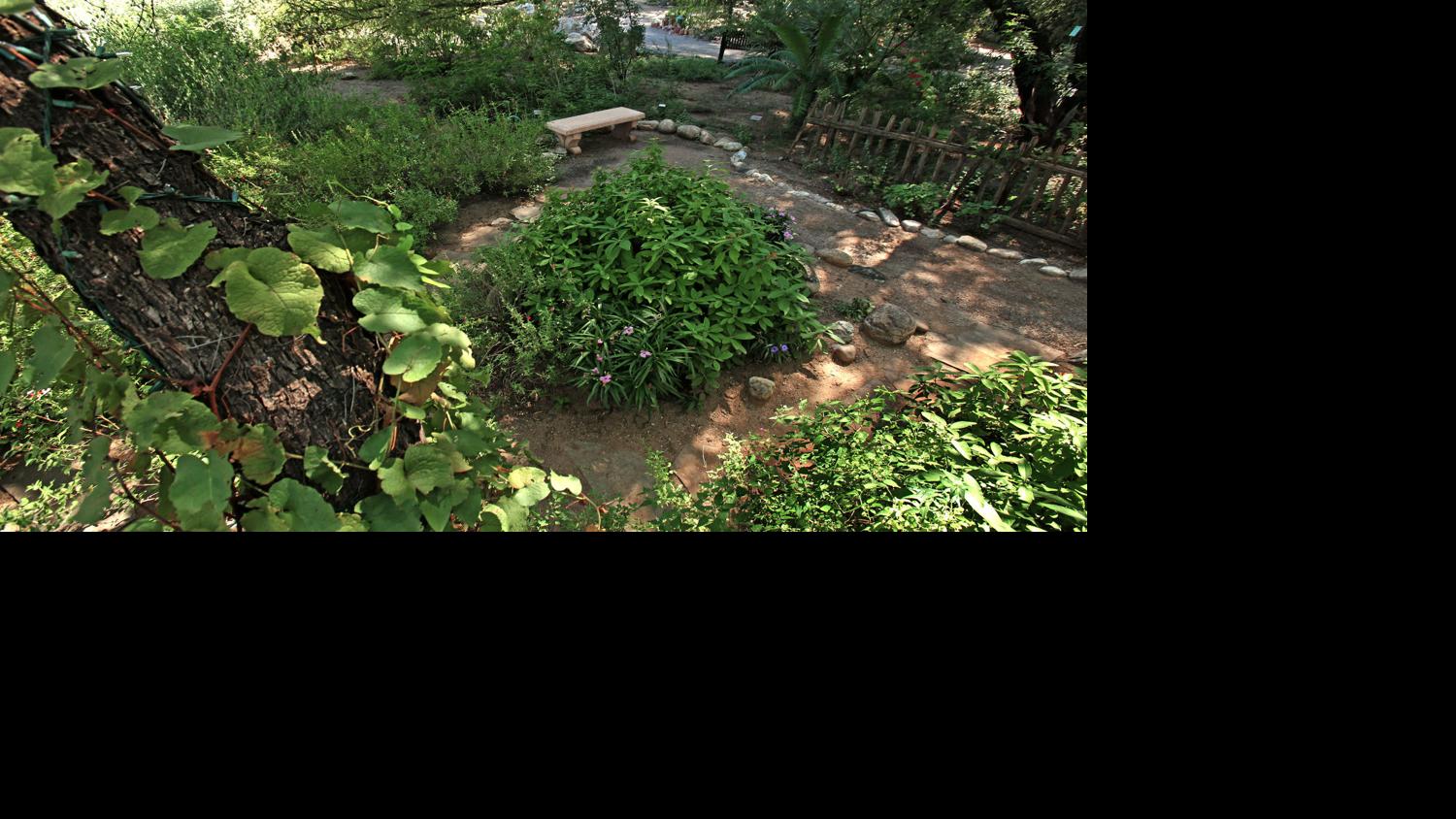 Future-proofing your Tucson garden | Home & Garden