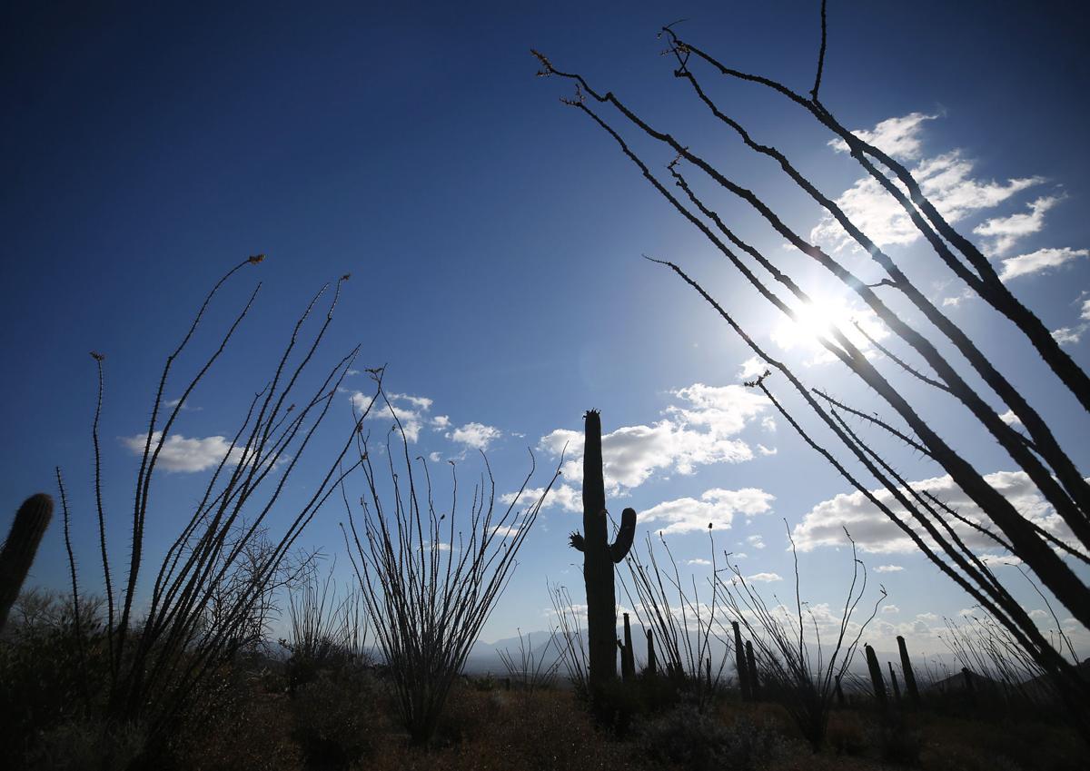 Saguaro National Park, West unit