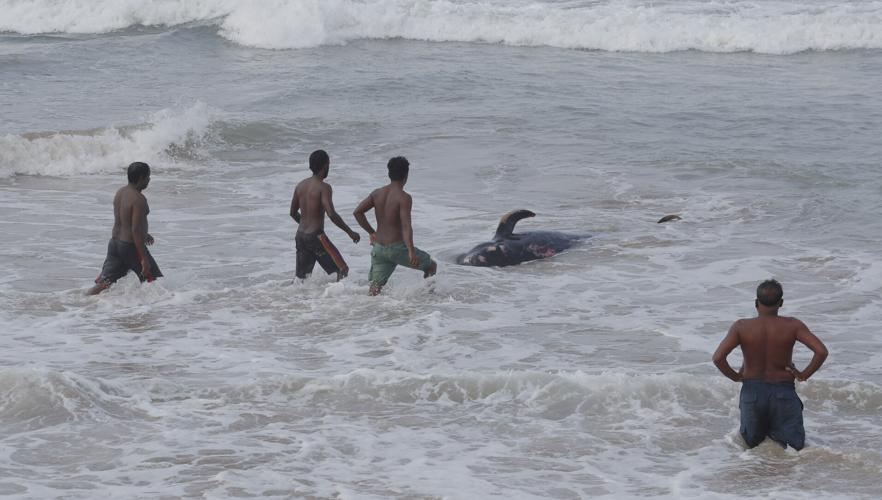 Sri Lanka whale