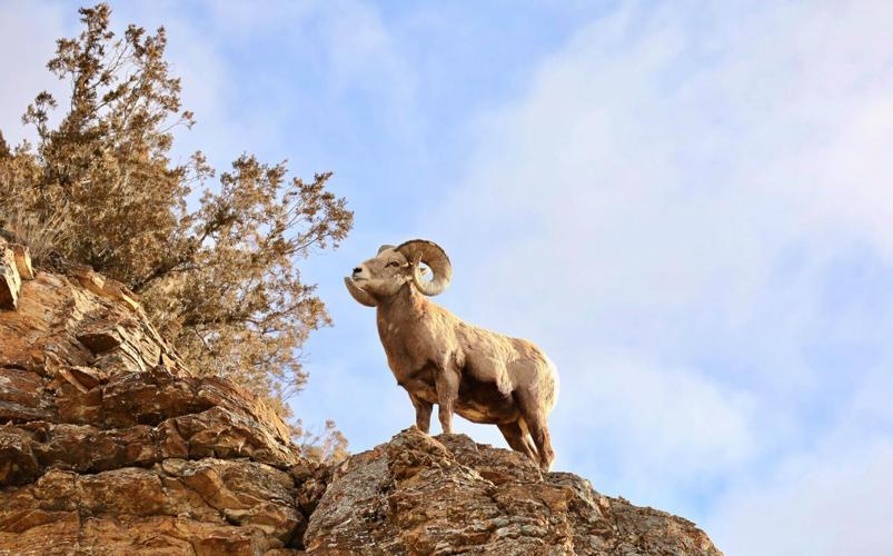 Bighorn ram