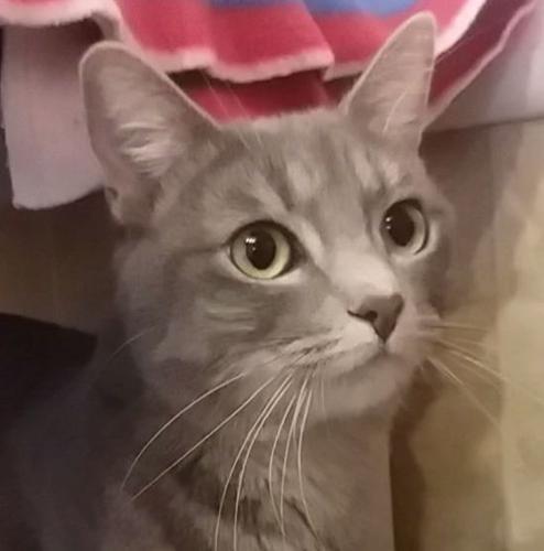 Adopt a friend: Minerva