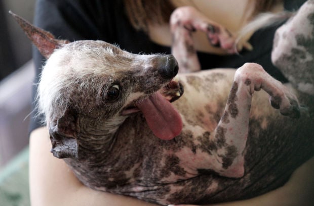 Ugly Dog Contest