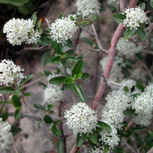 ceanothus-fendleri-A.-Gray.jpg