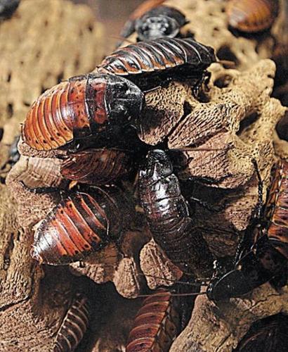 New digs for dinosaur museum  