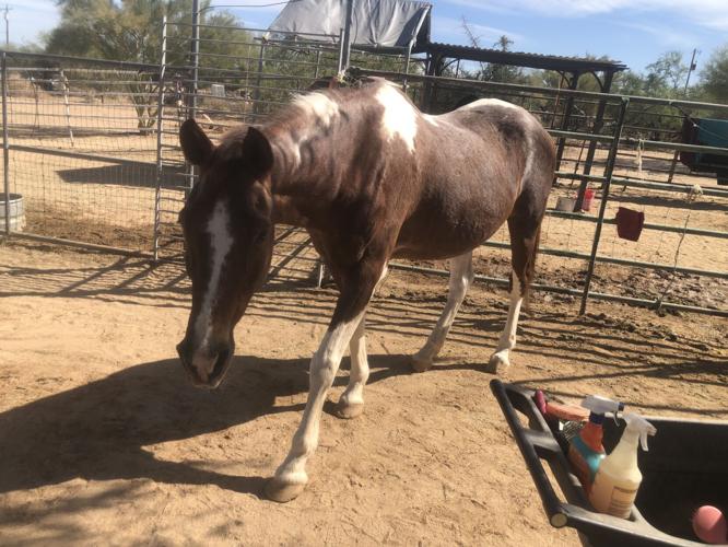 Jewels of the Desert