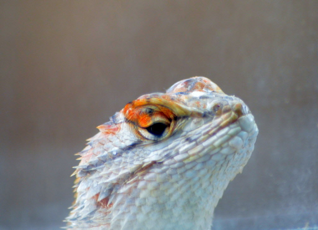 Surprisingly beautiful Southern Arizona lizards Pets 